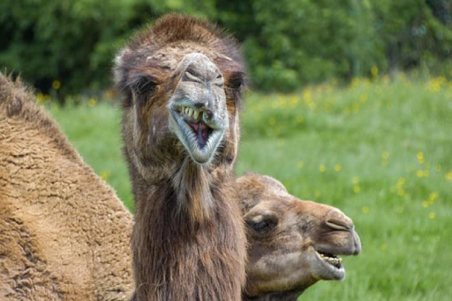 Camel with a missing tooth.